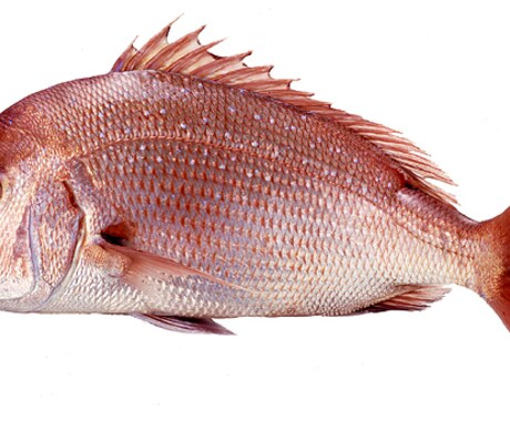 主婦必見☆魚のさばき方おしえます 主婦向け☆魚を1から捌きたいあなたへ。 イメージ1