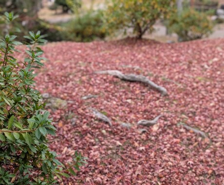 女性チャットやり放題にしています お気軽にお話下さい。楽しく元気がない時も イメージ1