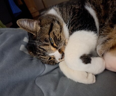 あなたの心の癒しになります 猫好きな方とお話できればいいな イメージ2