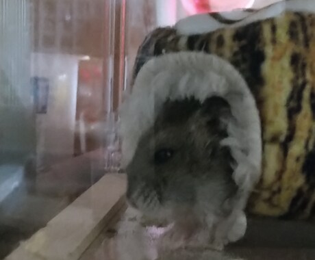 ペット相談のります 飼っている方、飼うか迷ってる方へ イメージ1