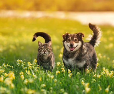 動物（犬や猫）の使命をお伝えします 生きている子や、すでに虹の橋を渡った子の思いをお伝えします。 イメージ1