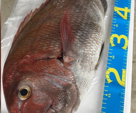 新潟の釣れる釣り船紹介します 船釣りをしたいと思っている方、ベテランの方向けです！ イメージ1