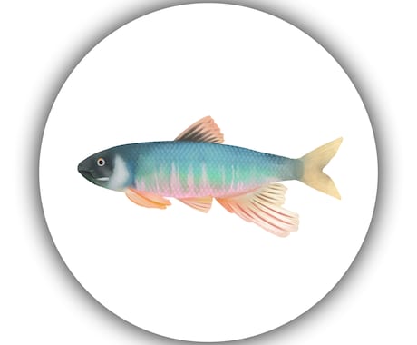実在「魚」専門★透明感ある実写風アイコン描きます 生き物好きさん、釣り好きさん必見！唯一無二のお魚アイコン イメージ2