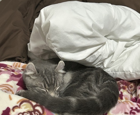 猫のぽむちゃんがあなたの話し相手になります 猫ちゃんとお話しして癒されていきませんか？ イメージ2