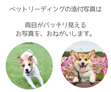 ペットロスのお悩みやペットちゃんのお話を聞きます 行き場のない悲しみや苦しみを私と一緒に癒していきませんか？ イメージ2