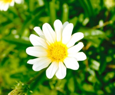 あなたの性格にあった花の名前と、花言葉をお伝えします イメージ2