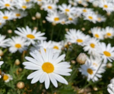 かいごのしごとをおうえんします にほんごでかいごについてはなしましょう イメージ1