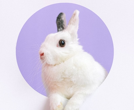 動物の気持ち伝えます うちの子の本音、聞いてみませんか？ペットの気持ち、通訳します イメージ1