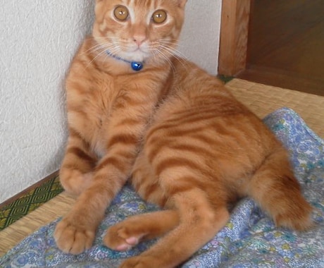 あなた(にゃん友さん)の猫の話を聞きます チャットで思いっきり自慢してください イメージ1