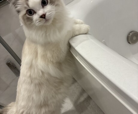 初めて子猫を迎えるあなたへ、相談乗ります 子猫との暮らし、ひとりで悩まないで！ イメージ2
