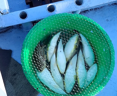 フグ釣りカットウ釣りの上手くなるポイントを教えます 難しく考えず楽しく釣りが出来れば！ イメージ1