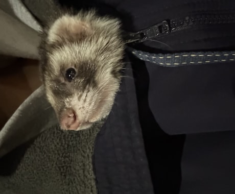 短時間で愚痴、ペット相談等なんでも聞きます 23歳現動物病院勤務。話を聞くのが好きです聞かせてください イメージ1