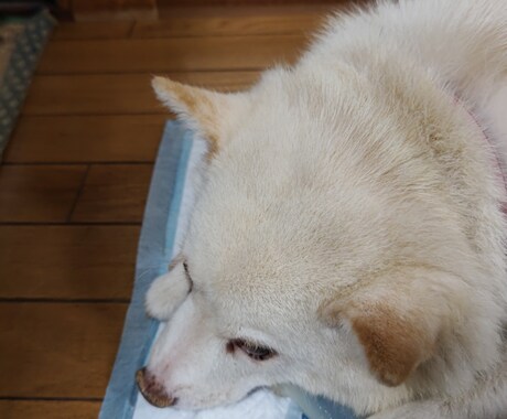 うつの経験をいかし、話し相手、相談にのります コロナ禍疲れてる人、大丈夫だと見て見ぬふりはしていませんか？ イメージ2