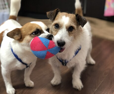 愛犬のお困り事など相談に乗ります 大切な愛犬の為にしてあげれること沢山あります。 イメージ2