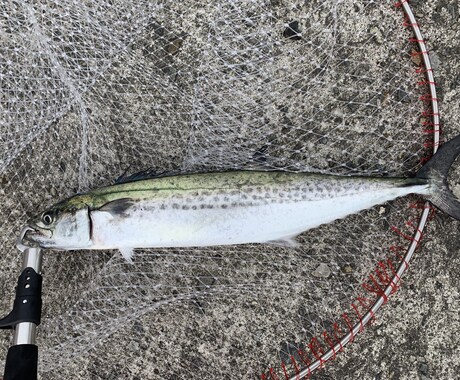 釣り歴7年が海の釣テク教えます 海釣り初心者の方にボウズにならない必釣法を教えます！ イメージ1