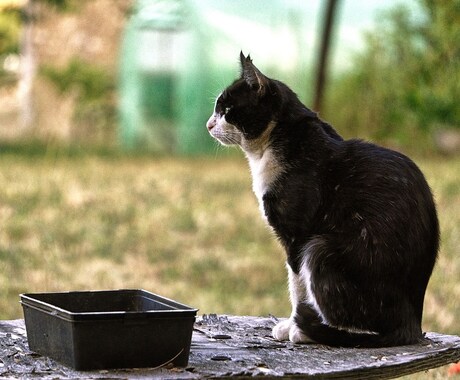 猫被ってることに疲れた貴方へ…その仮面剥がせます 毎日ヘトヘトで溜まっている愚痴や不満なんかを吐き出して下さい イメージ2