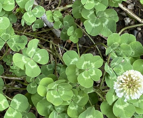 話したいこと話してください。何でもききます 気軽にお話し聞かせてください。 イメージ1