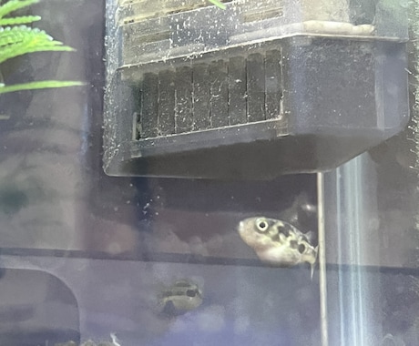 メダカ～熱帯魚まで相談のります 初心者でも簡単に心の癒しを味わいましょ！！ イメージ2