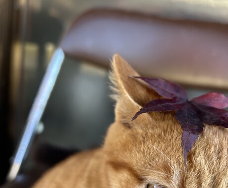 猫ちゃんの可愛い写真を送ります。ます 猫ちゃんだけじゃなくて牛さんの写真や季節の写真を送ります。 イメージ2