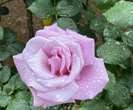 不妊治療を体験した私が気持ちに寄り添います チャットで60分、どんなお気持ちにも寄り添います。 イメージ1