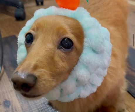 あなたの動物の相談や悩み事を解決します 動物【犬】を飼って10年以上の経験あります。 イメージ2
