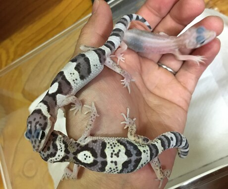 ヒョウモントカゲモドキの飼育、繁殖教えます これから飼いたい！飼ってるけど悩んでいる方へ イメージ2