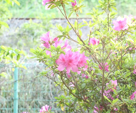 ツツジの写真あります 去年の5月に撮影した、公園に咲く花の写真です。 イメージ2