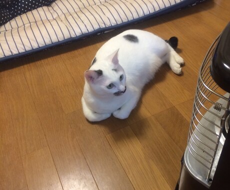 気になるお相手がどんな方か気になる方占います あなたのお悩みに寄り添います!!プリクラはお受けできません イメージ1