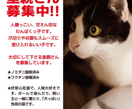 里親探し用チラシデザインあります 猫や犬などの里親探し用のチラシを作成します。 イメージ1