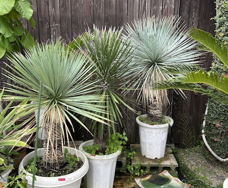 趣味の園芸のお話します 自分の可愛い植物の話をしたい！相談したい！という方大歓迎♡ イメージ2