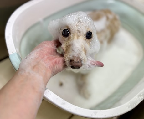 現役トリマーが愛犬のお手入れをアドバイスしますます ブラッシングや毛玉などのお悩みに寄り添います イメージ2