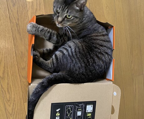 １日１回３０日猫画像をメールアドレスに配信します 猫が好きだけど飼えない人！生活感ある猫画像を毎日！ イメージ2