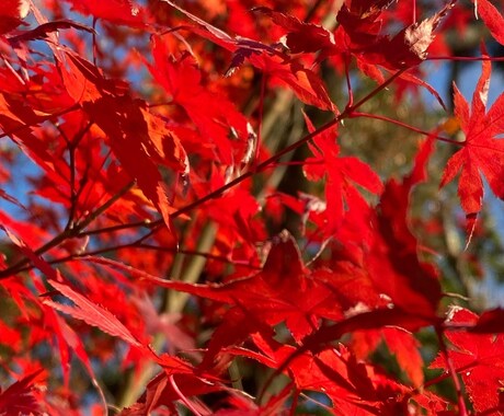 自然のお写真を提供します イメージ1