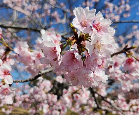 心の悩み軽くします CHIYOmamaのまごころ-1 イメージ1