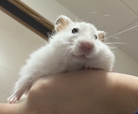 大好きなペットちゃんのお気持ち伝えます 動物さん達の気持ちが伝わりやすく写真でもお聞きできます イメージ1