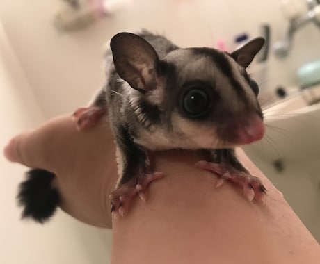 小動物飼育についてアドバイスします 元ペットショップ店員が相談サポート！ イメージ2