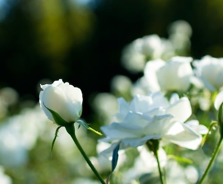 楽になりたい…疲れたあなたの心を守ります 裁かれず、受け入れられる…ただ1つの心の砦です イメージ2