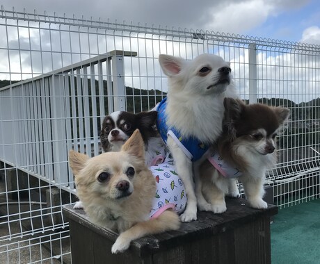 初めて犬を飼う方のご相談受付けます あなたの大切なパートナー選びをサポート！ イメージ1