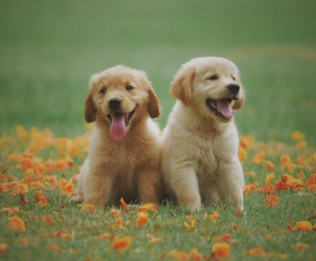 現役ドッグトレーナーがお悩み解決します 犬のおトイレなどのお悩み相談してみませんか？ イメージ1