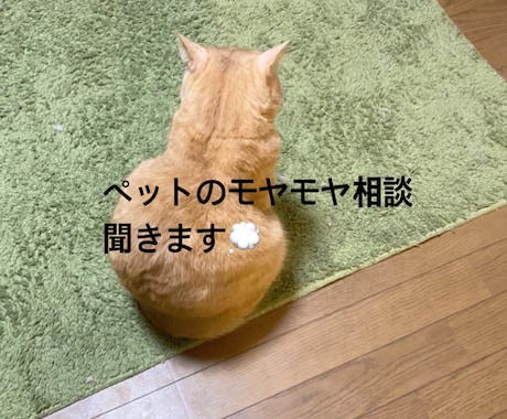 愛玩動物看護師がペットのお悩みをチャットで聞きます 動物病院の看護師にペットのこと、ちょっと話してみませんか？ イメージ1