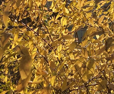 自然のお写真を提供します ふと立ち止まって見えた景色を撮っています イメージ2