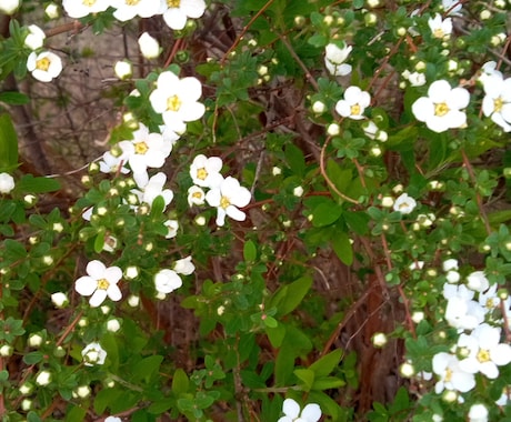 いつ見ても花は素敵、心がやすまります 今しか見られない花の姿、香りを楽しんで下さい。 イメージ2