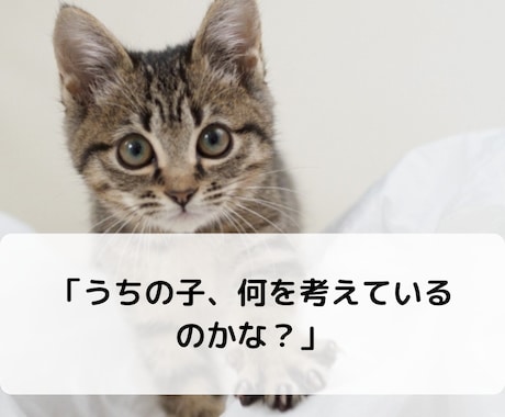 愛するペットの本音を知りたい！サクサク鑑定します 【先着10名様！】実績4600件のスピード鑑定♪ イメージ2