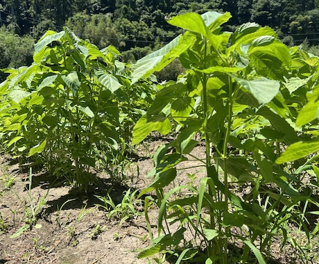 農薬等を使わない農法のご相談を承ります 水稲、小麦、野菜、鶏、日本ミツバチに取り組んでみませんか？ イメージ1