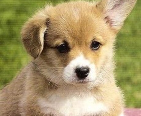 わんちゃんの大好きなおもちゃオススメします わんちゃんのおもちゃ選びに迷う方！ イメージ1