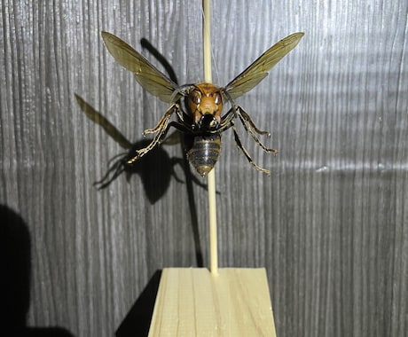 虫の標本製作、魚類、蛇の剥製製作承ります 虫、魚、蛇を標本、剥製にしたい方はご依頼ください！ イメージ2