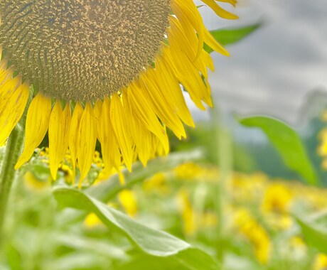 心の換気お手伝い致します 愚痴や相談、心の中のもやもや等、お聞かせください。 イメージ1