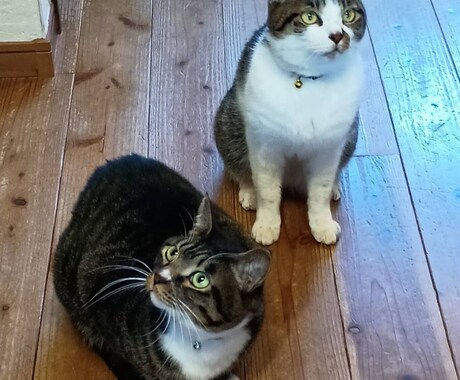 獣医があなたのお家でペットシッターをします 保護猫8匹と暮らす獣医がお宅のペットシッターをします イメージ1