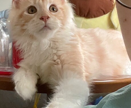 ねこがあなたの悩みを聞きます 猫生が波乱万丈な元野良猫の月見さんがお話聞きます イメージ2
