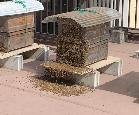 養蜂のサポートを致します 養蜂を始めたい方や養蜂の相談したい方へ イメージ2